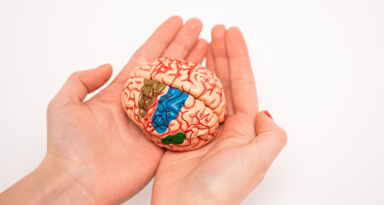 Mãos em formato de concha, segurando um pequeno cérebro nas palmas.